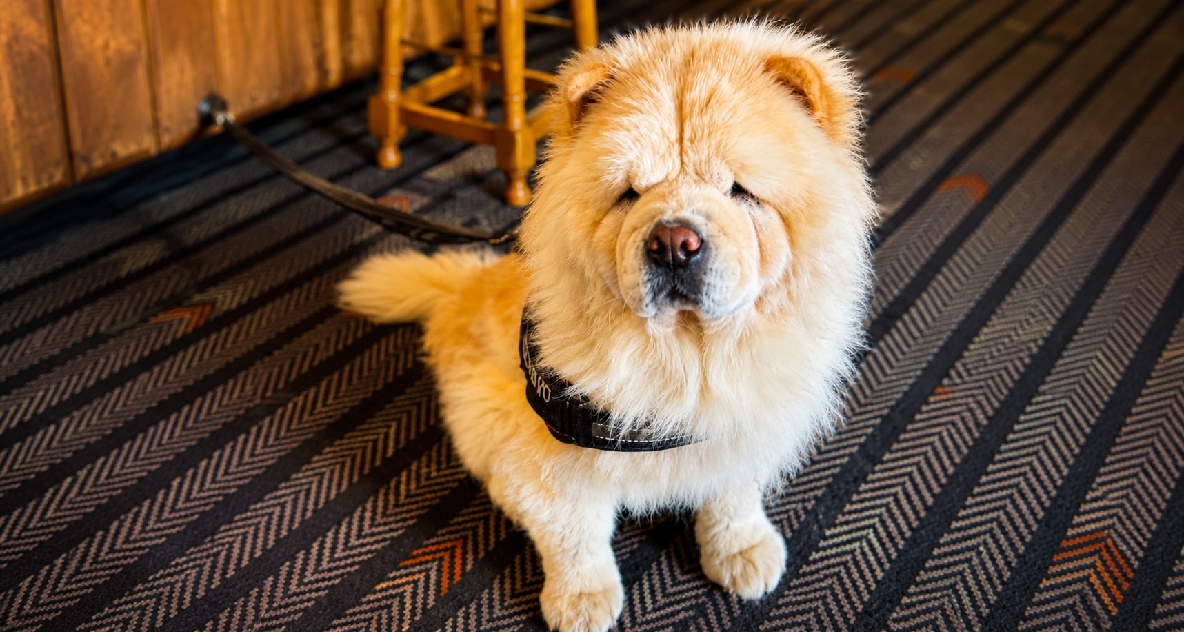 Dog friendly hotel at The Griffin Newquay